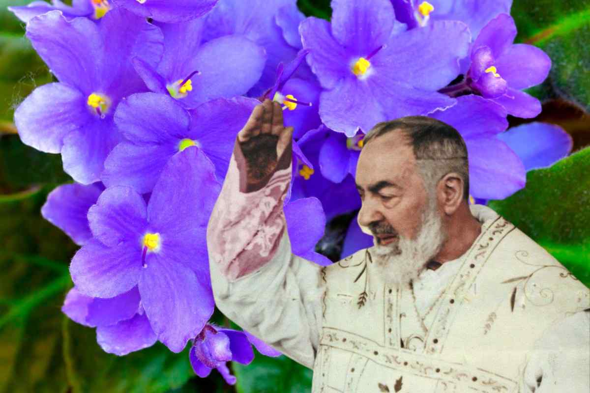 viole padre pio