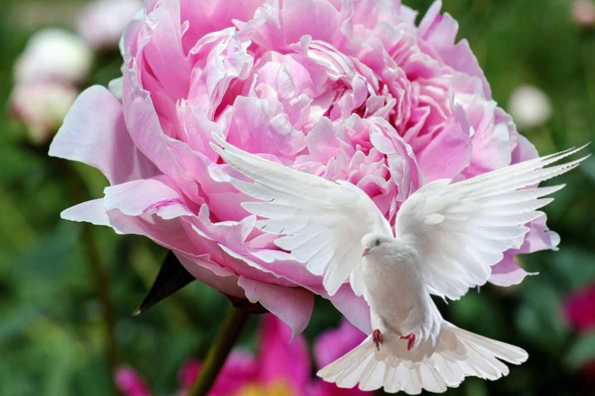 peonia