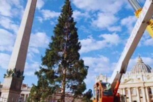 albero di natale in piazza san pietro