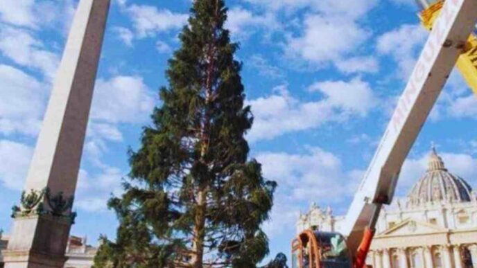 albero di natale in piazza san pietro