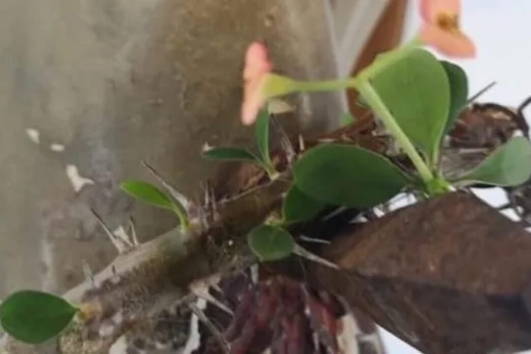 Il 27 marzo 2016, infatti, la reliquia che custodisce una parte della Passione di Gesù ha manifestato un segno straordinario, riconosciuto ufficialmente dal vescovo di Bergamo e confermato da una commissione di esperti.