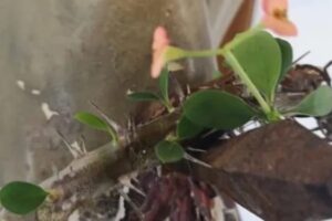 Il 27 marzo 2016, infatti, la reliquia che custodisce una parte della Passione di Gesù ha manifestato un segno straordinario, riconosciuto ufficialmente dal vescovo di Bergamo e confermato da una commissione di esperti.