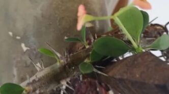 Il 27 marzo 2016, infatti, la reliquia che custodisce una parte della Passione di Gesù ha manifestato un segno straordinario, riconosciuto ufficialmente dal vescovo di Bergamo e confermato da una commissione di esperti.