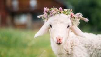 Pasqua, quei simboli che usiamo senza pensarci davvero